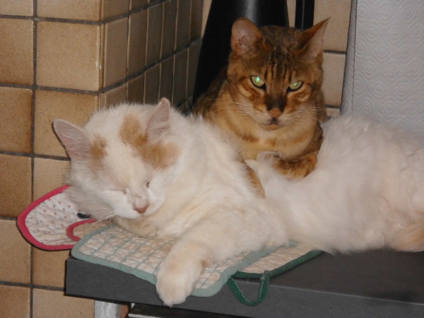 ür diese Katzen suchen wir Paten, die uns gerne Funterstützen wollen,damit diese Katzen hier weiter leben können.